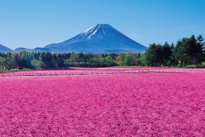 🌸【山梨県】富士芝桜まつり🌸