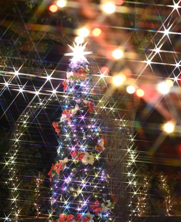 ガーデンイルミネーション2024✨ハーブ庭園 旅日記 勝沼庭園